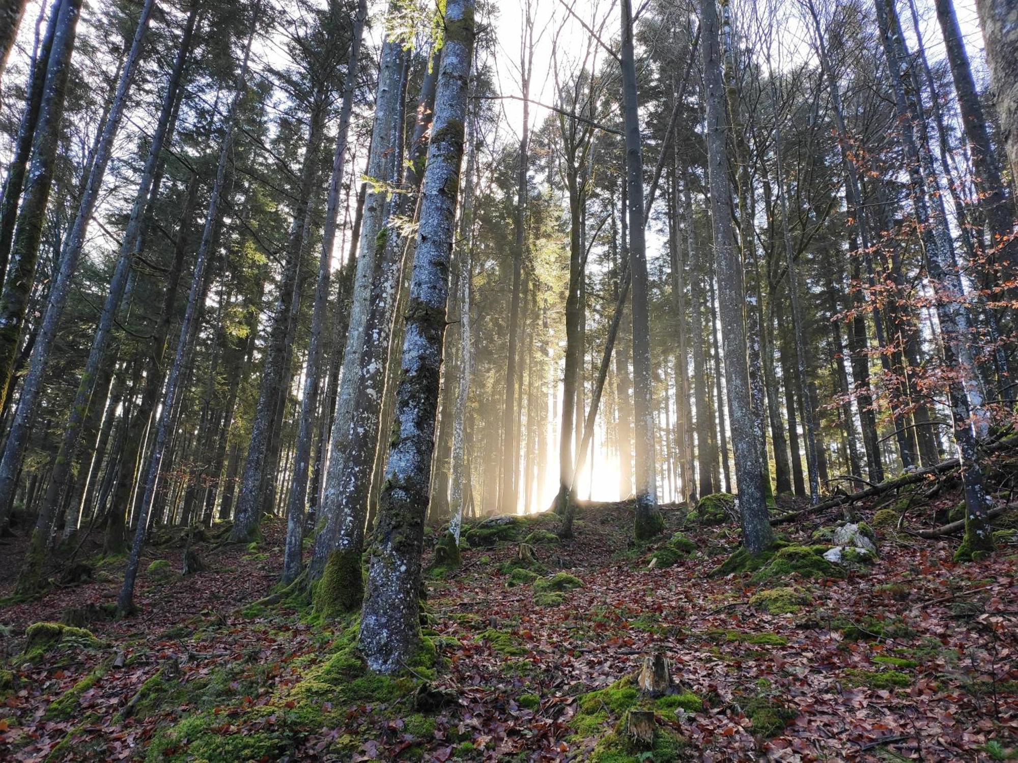 Naturresort Fischergut - Wolfgangthal Sankt Wolfgang im Salzkammergut